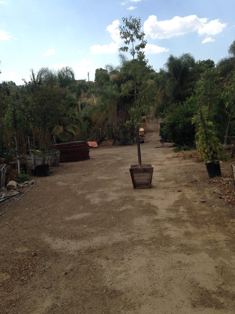 Photo for Brachychiton populneus (Bottle Tree)