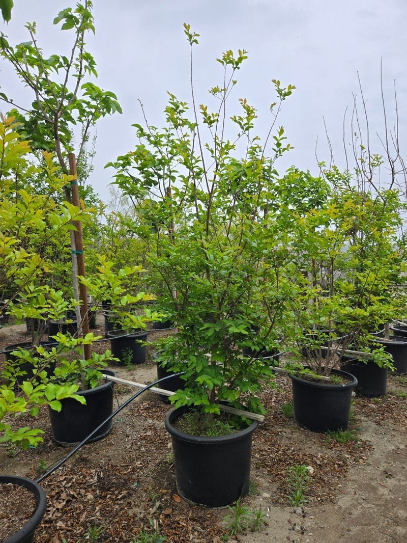 Photo for Lagerstroemia indica 'Muskogee' (Multi) (Muskogee Crape Myrtle)