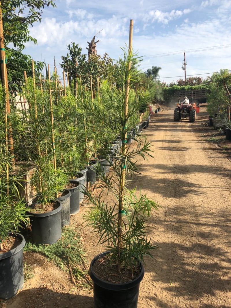 Photo for Podocarpus macrophyllus 'Maki' (Shrubby Yew Pine)