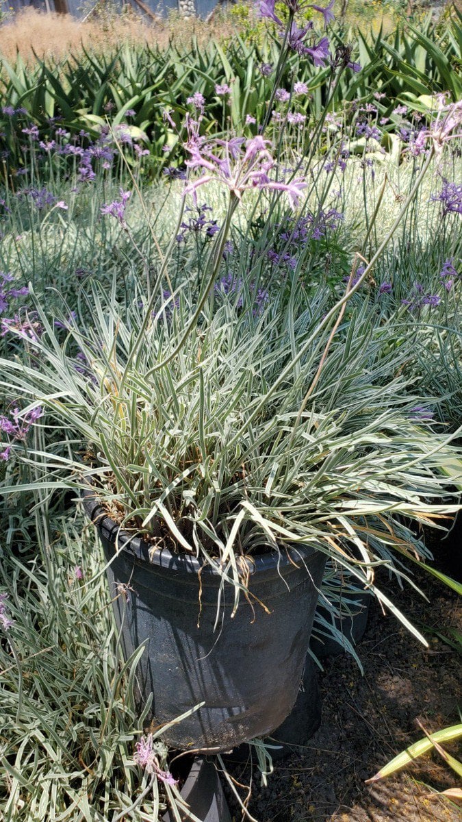Photo for Tulbaghia violacea 'Silver Lace' (Silver Lace Variegated Society Garlic)