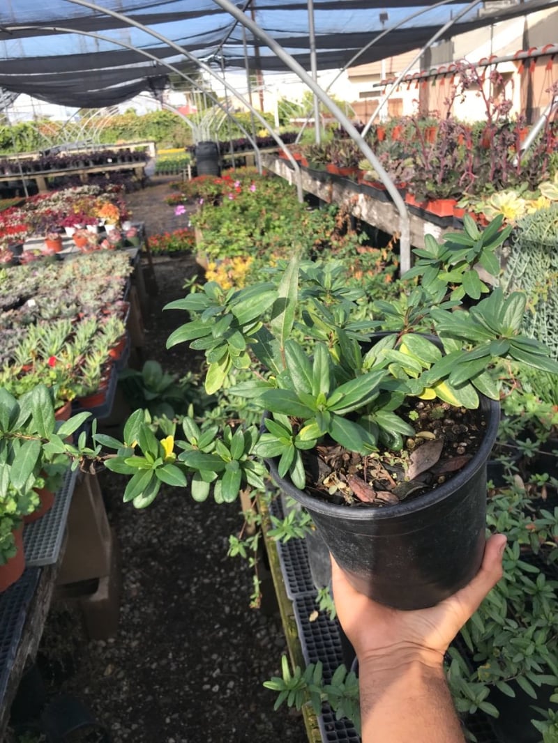 Photo for Lonicera japonica 'Halliana' (Japanese Honeysuckle)