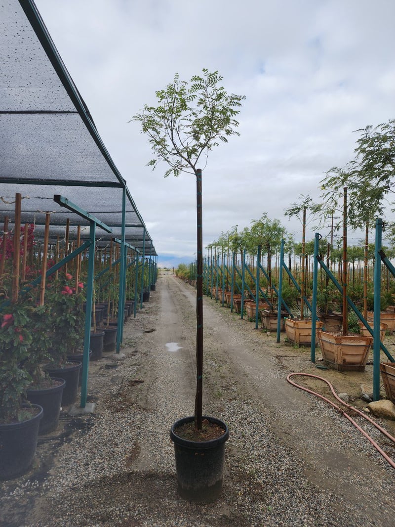 Photo for Tipuana tipu (Standard) (Tipu Tree)
