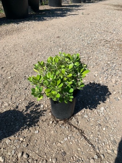 Photo for Pittosporum crassifolium 'Nana' (Karo Pittosporum)