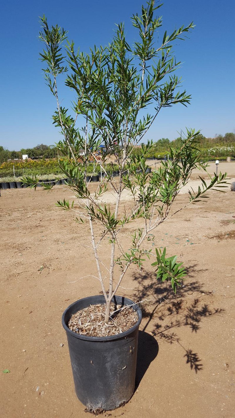 Photo for Callistemon viminalis 'Slim' (Slim Bottle Brush)