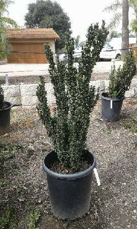 Photo for Ilex crenata 'Sky Pencil' (Sky Pencil holly)
