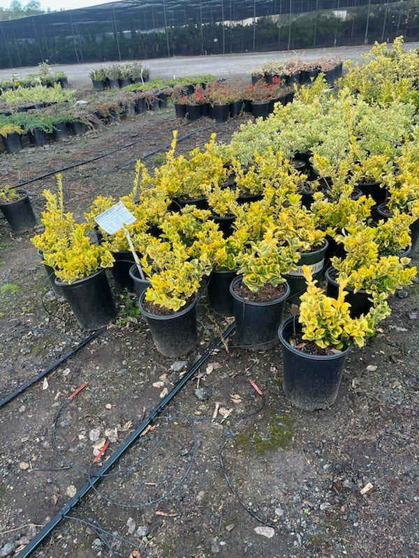 Photo for Euonymus japonicus 'Aureo-marginatus' (Golden Euonymus)