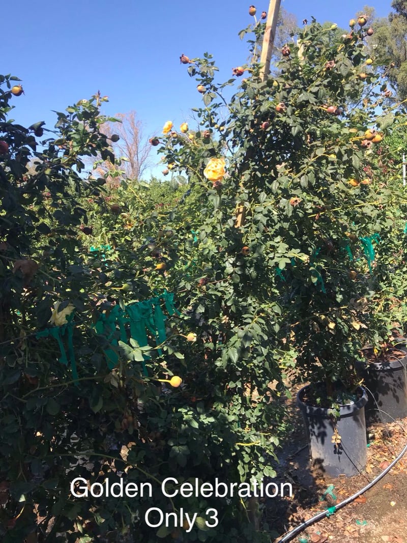 Photo for Rosa 'Golden Celebration' (Golden Celebration Climbing Rose)