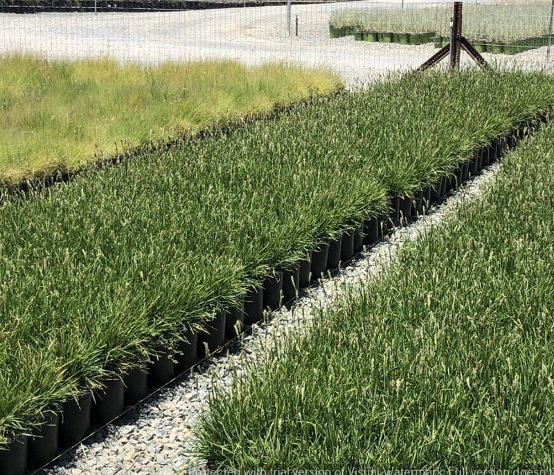 Photo for Sesleria ‘Greenlee' (John Greenlee's Moor Grass)