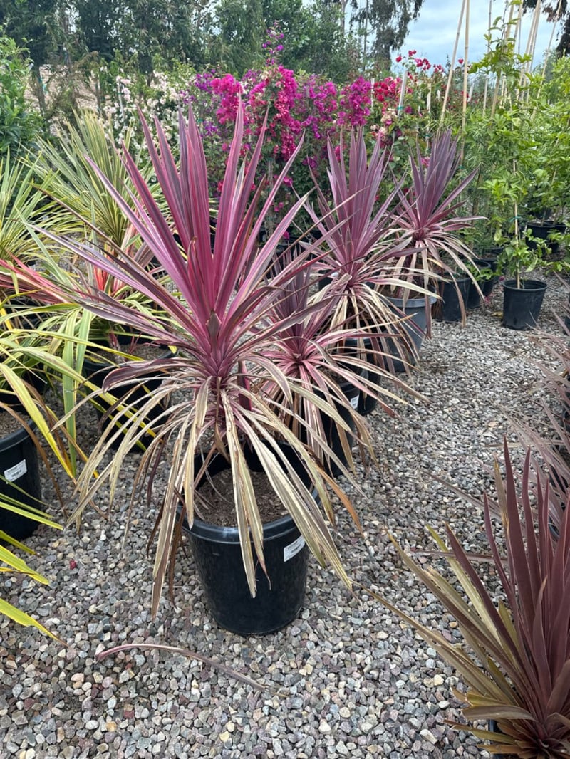 Photo for Cordyline australis 'Pink Passion' (Cabbage Tree 'Pink Passion')