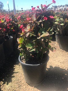 Photo for Euphorbia milii 'Dwarf Apache' (Crown of Thorns)