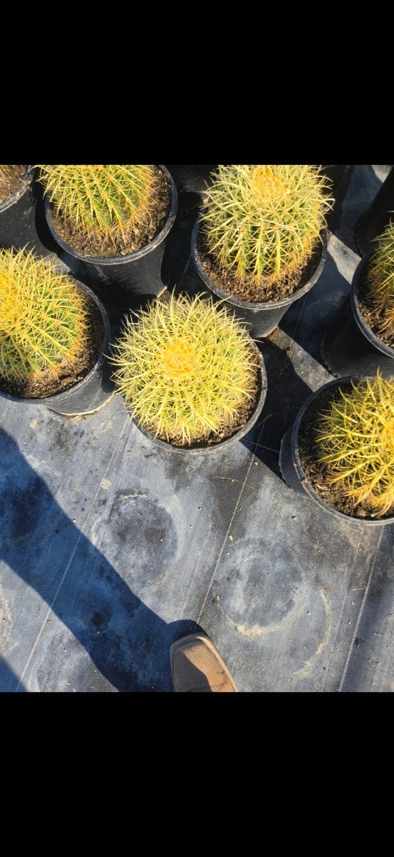 Photo for Echinocactus grusonii (Golden Barrel Cactus)