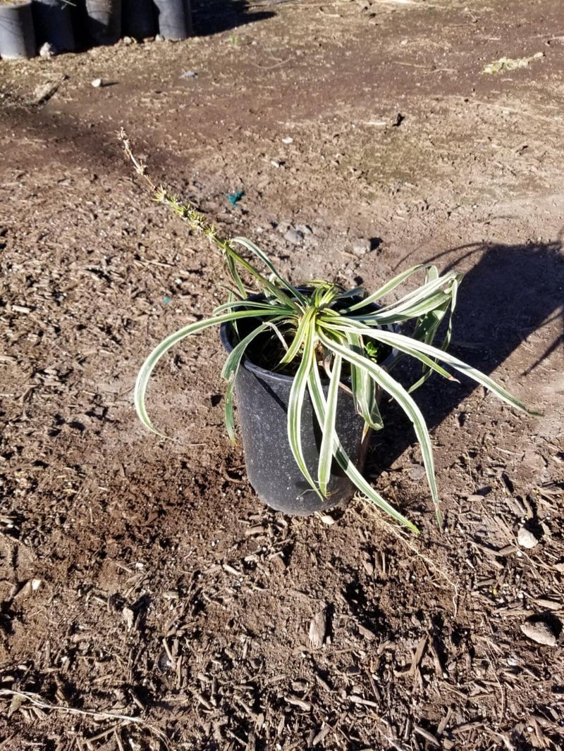 Photo for Liriope muscari 'Variegata' (Variegated Lilyturf)