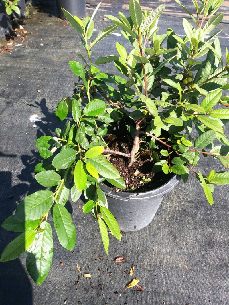 Photo for Rhamnus californica 'Eve Case' (Eve Case Coffeeberry)