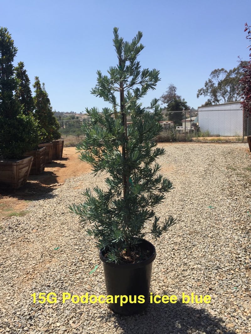 Photo for Podocarpus elongatus 'Monmal' (Column) (Icee Blue Yellow-Wood)