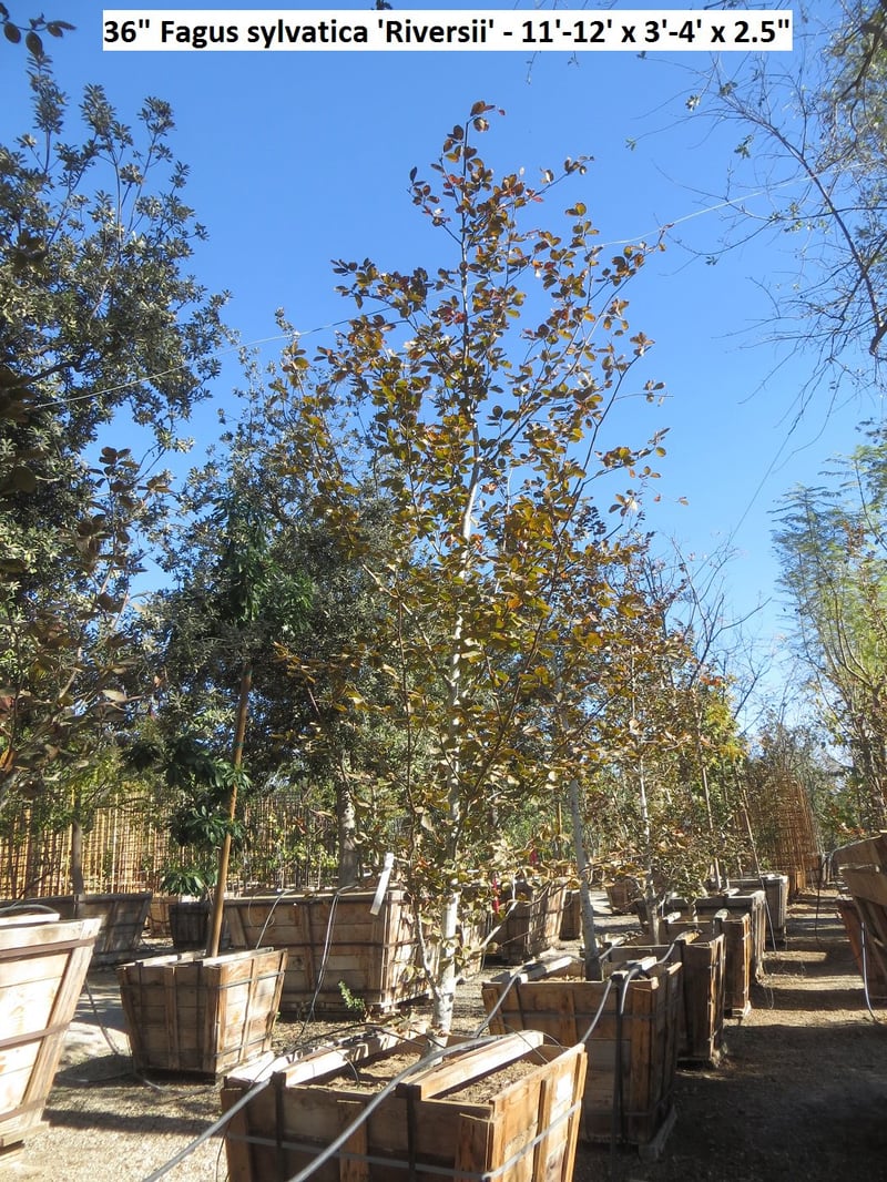 Photo for Fagus sylvatica 'Purpurea' (Copper Beech)