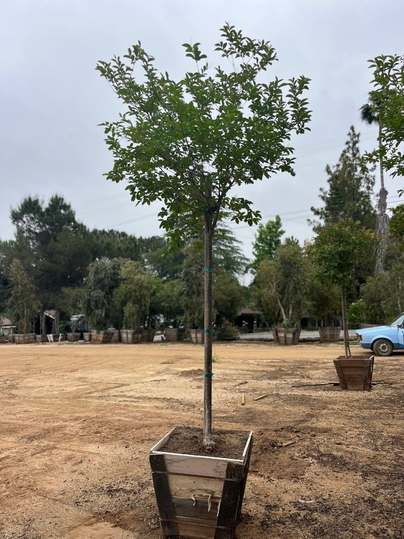 Photo for Lagerstroemia indica x fauriei 'Tuscarora' (Tuscarora Crape Myrtle)