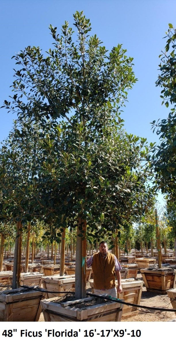 Photo for Ficus rubiginosa australis 'Florida' (Florida Rustyleaf Fig)