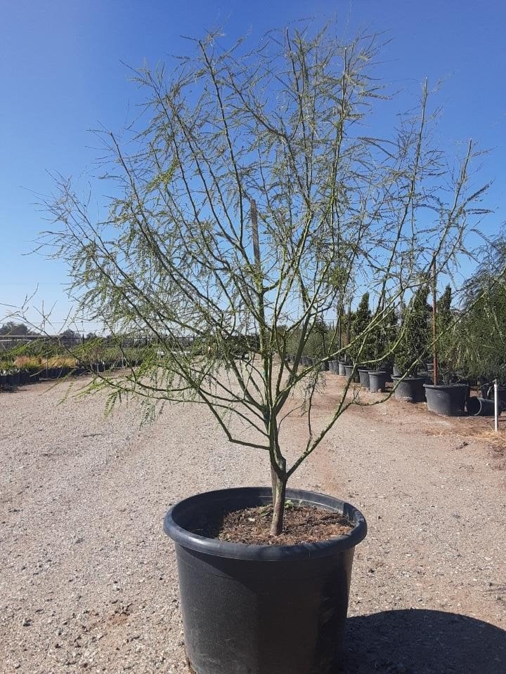 Photo for Parkinsonia 'Desert Museum' (Desert Museum Palo Verde)