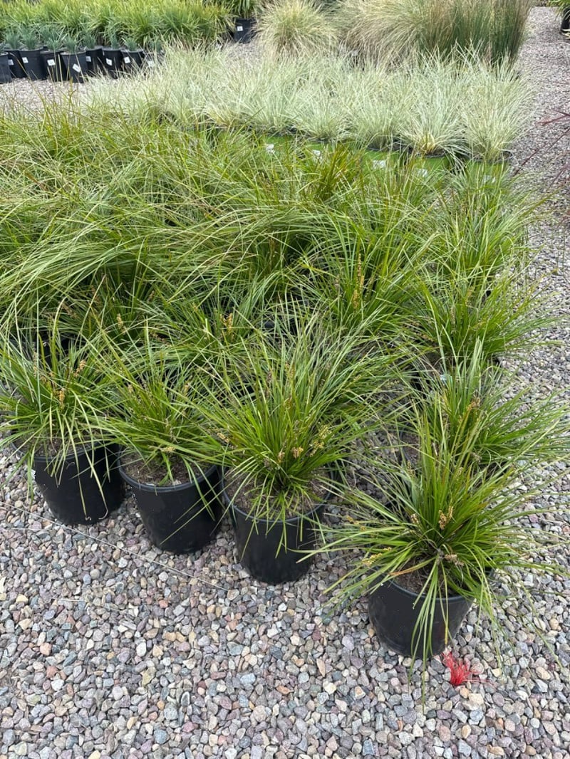 Photo for Lomandra longifolia 'Breeze' (Dwarf Mat Rush 'Breeze')
