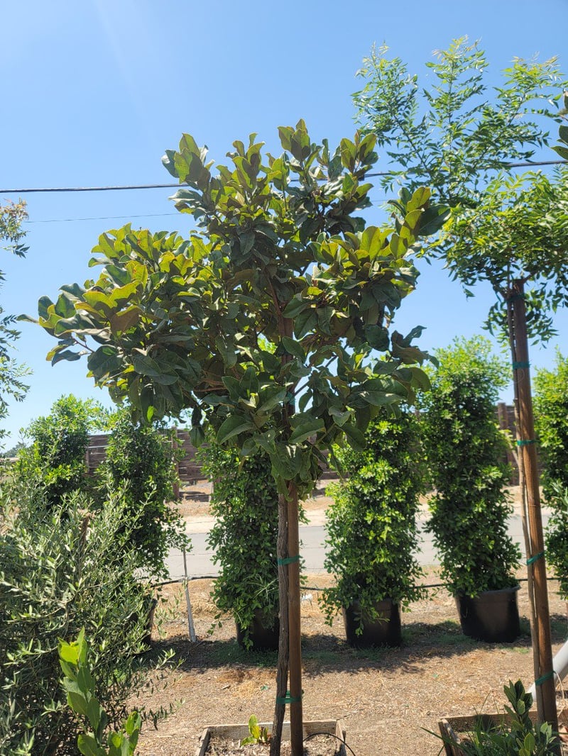 Photo for Magnolia grandiflora (Southern Magnolia)