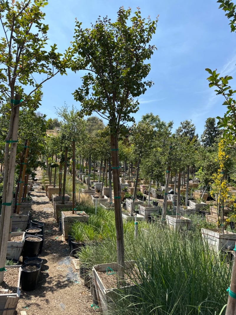 Photo for Lagerstroemia indica (Standard) (Crape Myrtle)