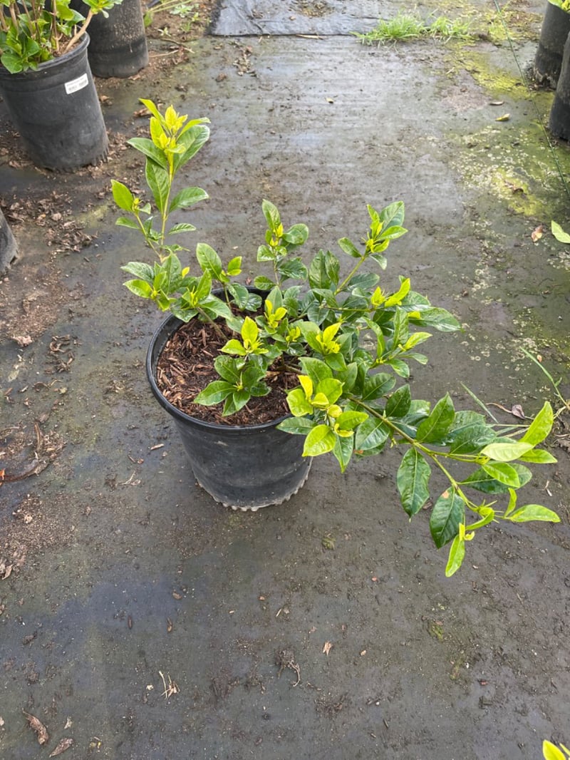 Photo for Gardenia jasminoides 'Veitchii' (Everblooming Gardenia)