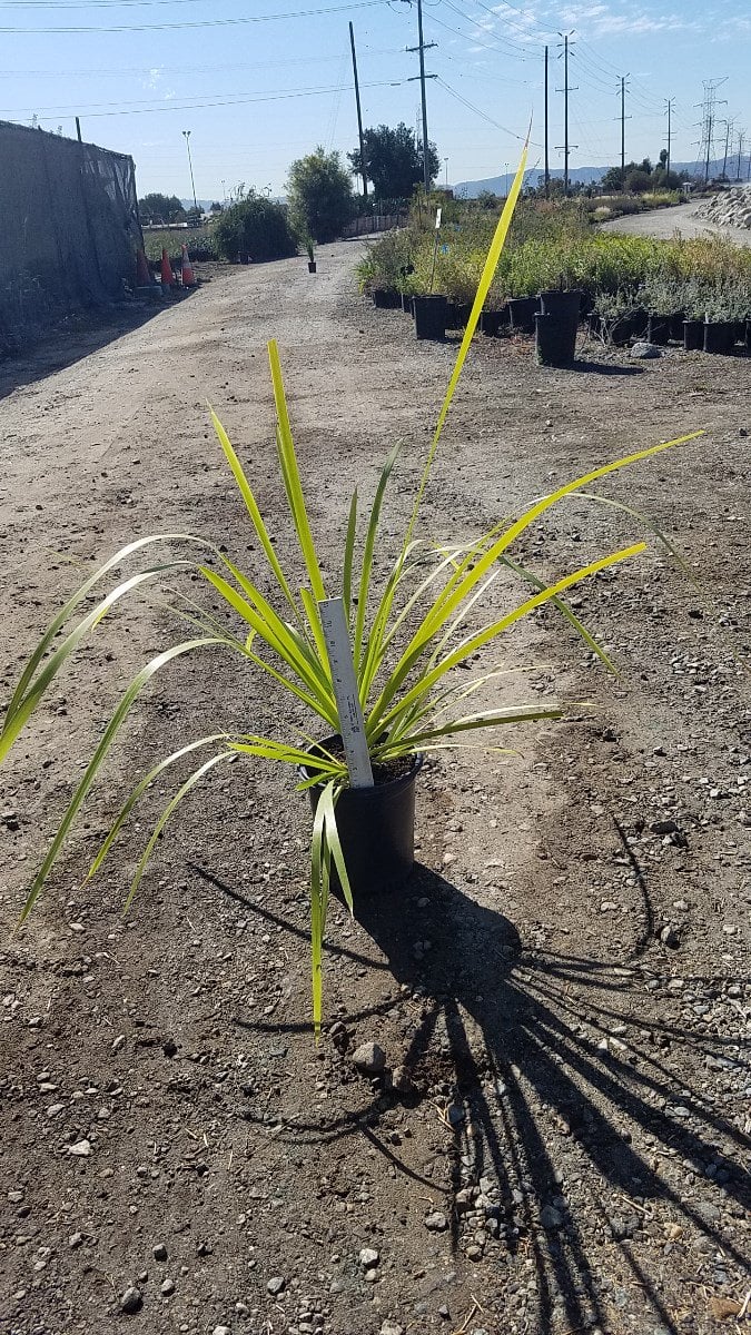 Photo for Lomandra hystrix ‘LHBYF’ Katie Belles (Katie Belles Mat Rush)