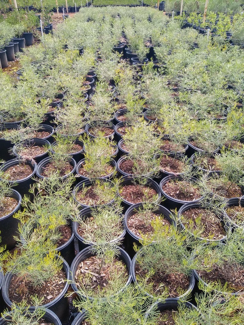 Photo for Senna artemisioides (Cassia artemisiodes) (Feathery Cassia)