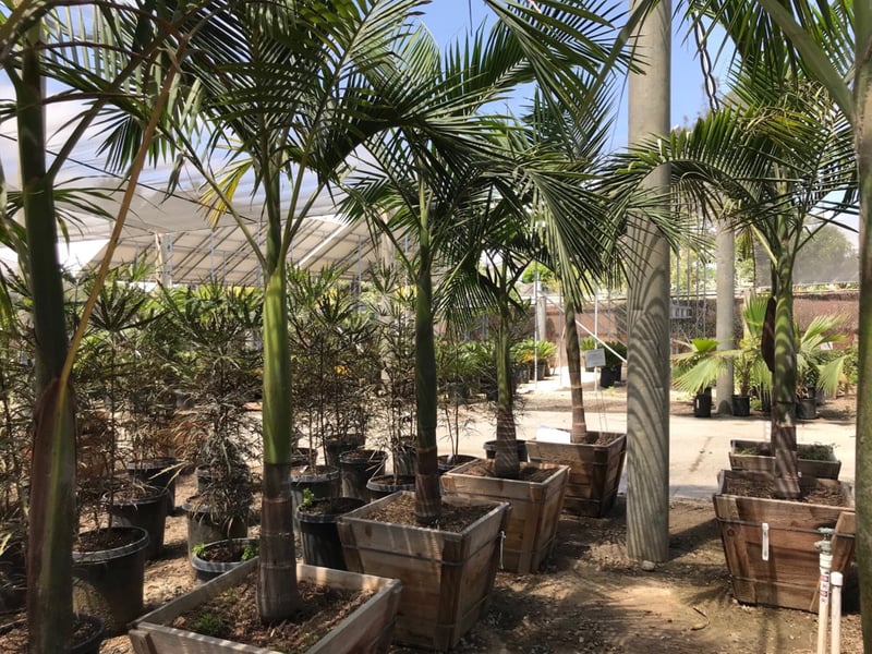 Photo for Archontophoenix cunninghamiana (King Palm)
