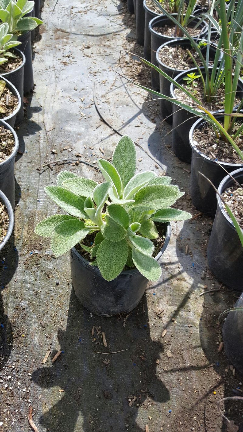 Photo for Stachys byzantina (Lamb's-Ears)