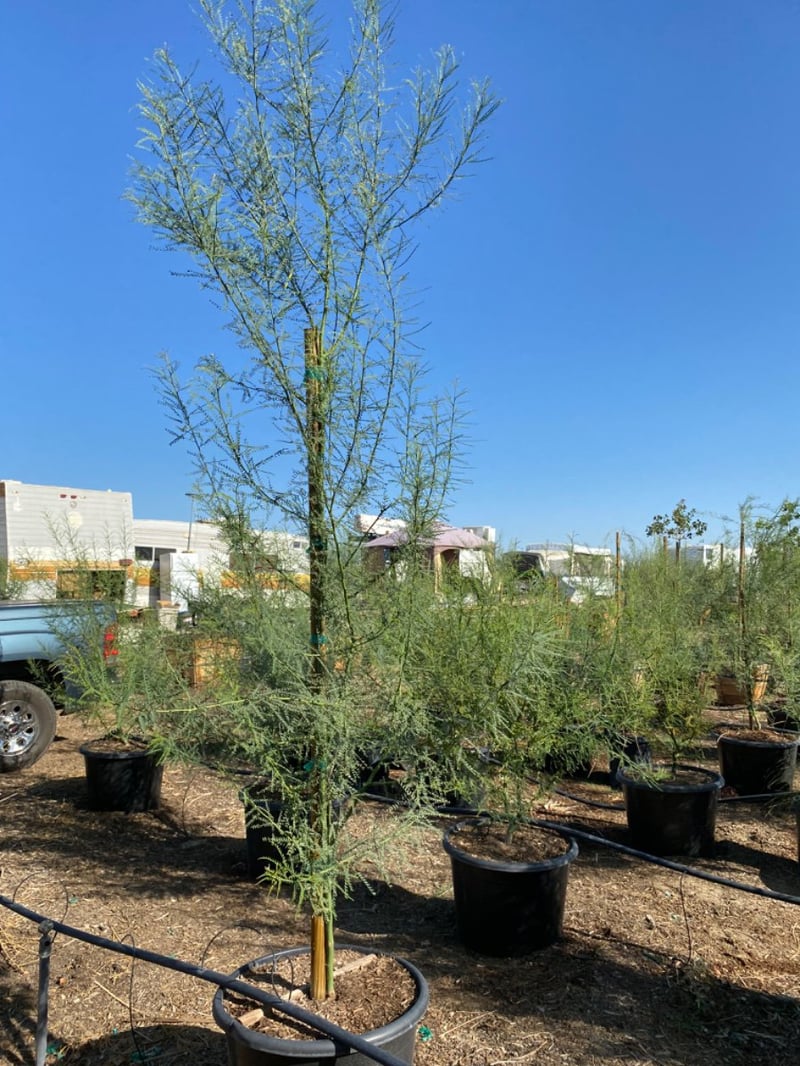 Photo for Cercidium 'Desert Museum' (Low Branch) (Desert Museum Palo Verde)