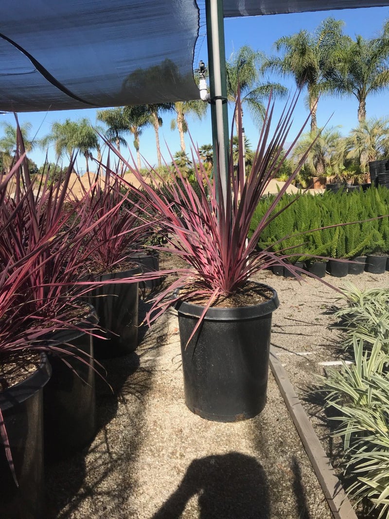 Photo for Cordyline banksii Electric Pink (Electric Pink Grass Tree)