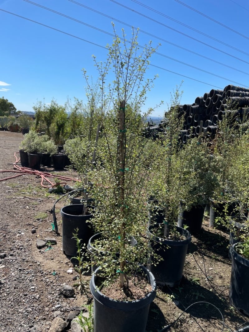 Photo for Pittosporum tenuifolium 'Silver Sheen' (Column) (Silver Sheen Kohuhu)