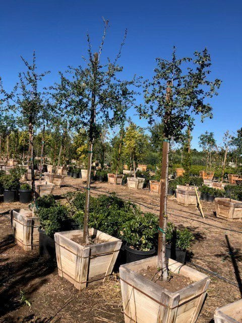 Photo for Quercus agrifolia (Standard) (Coast Live Oak)