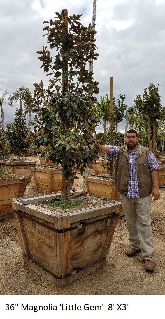 Photo for Magnolia grandiflora 'Little Gem' (Little Gem Dwarf Southern Magnolia)