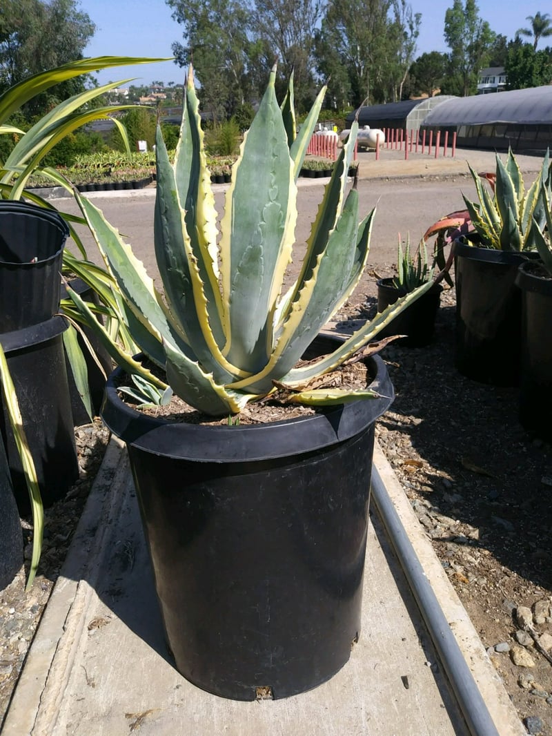 Photo for Agave americana var. marginata (Variegated Century Plant)