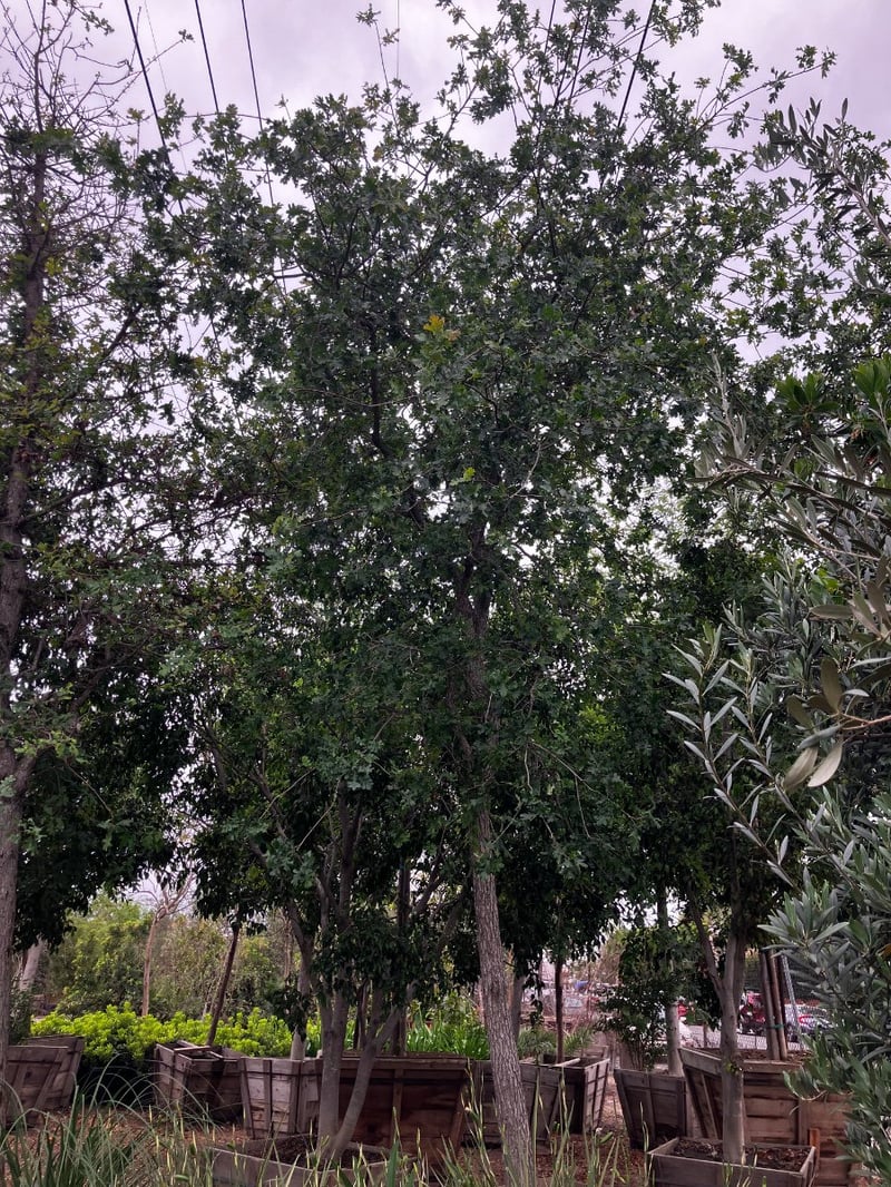 Photo for Quercus lobata (Valley Oak)
