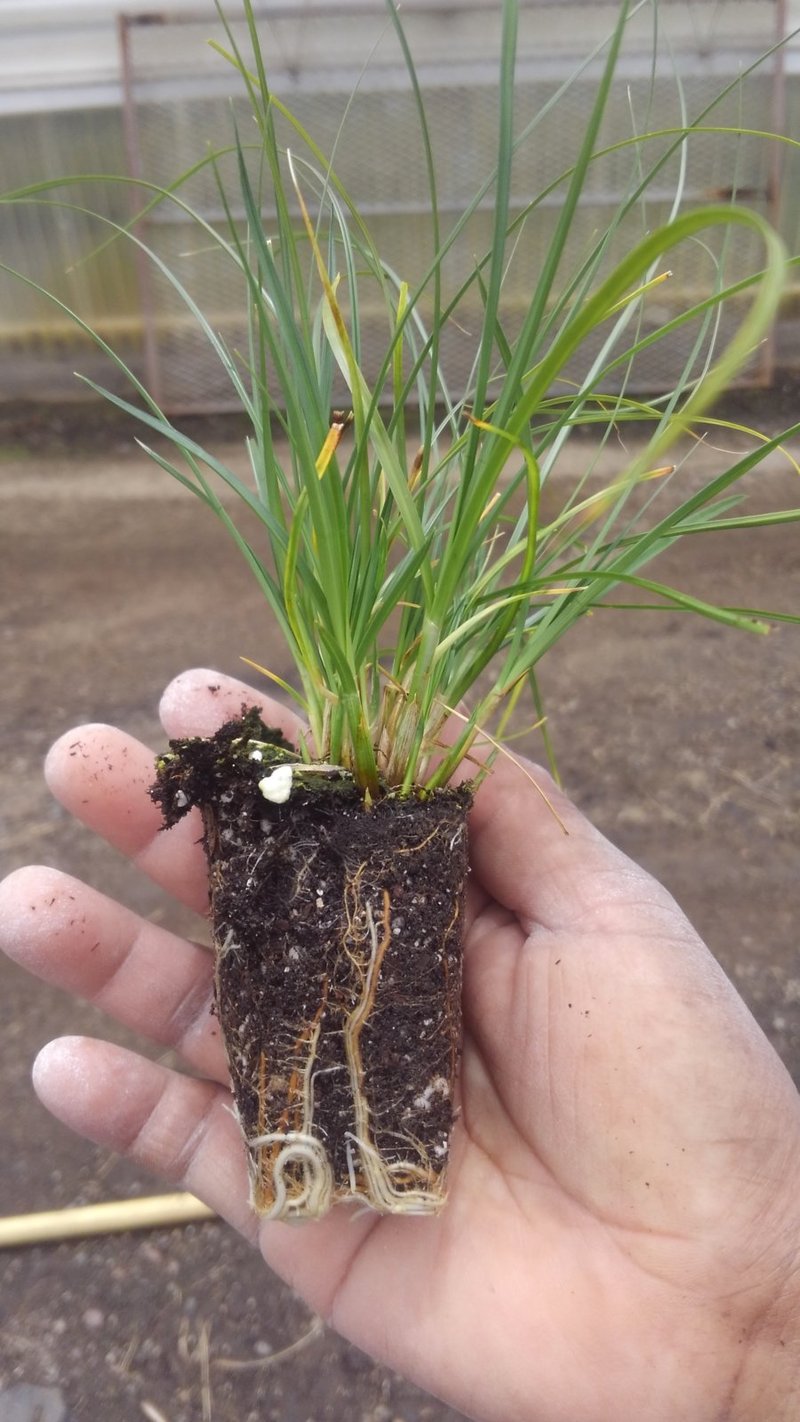 Photo for Carex praegracilis (California Field Sedge)