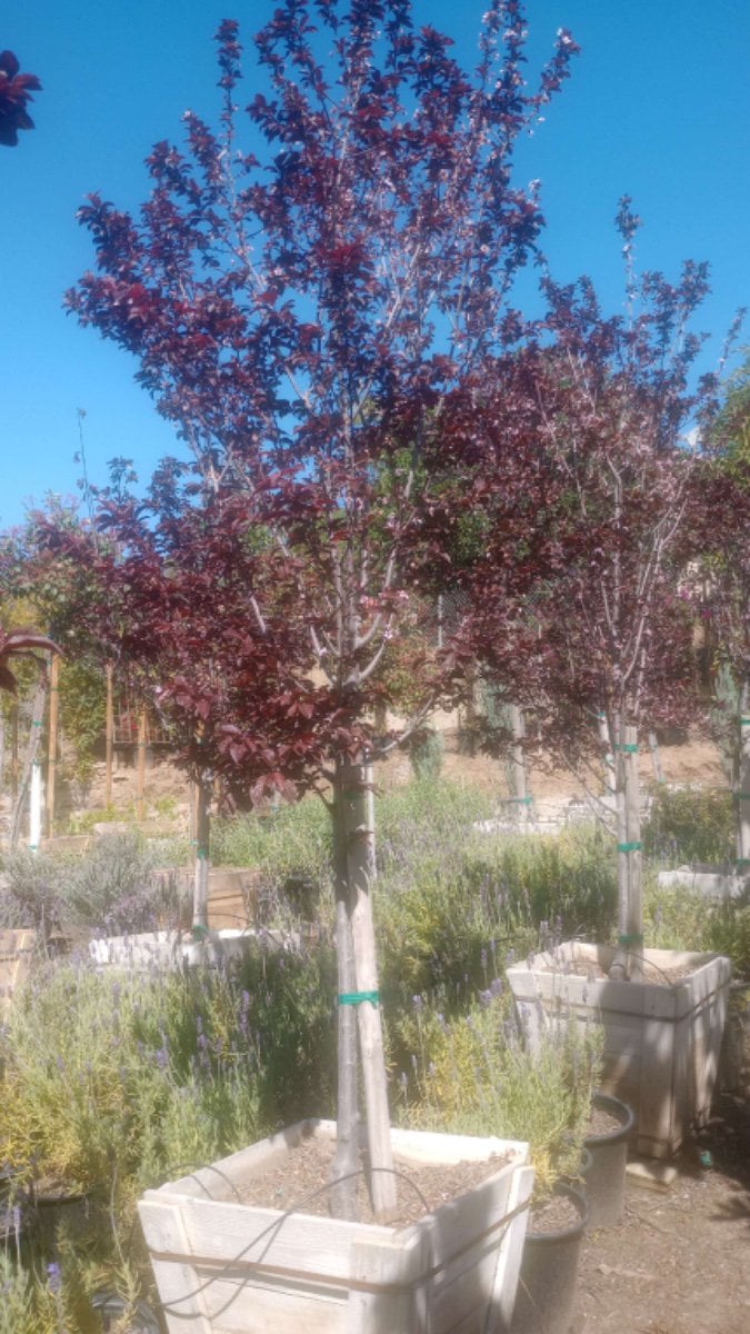 Photo for Prunus cerasifera 'Krauter Vesuvius' (Krauter Vesuvius Cherry Plum)