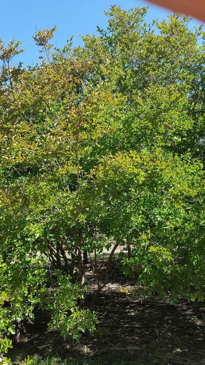 Photo for Lagerstroemia indica x ‘Cherokee’ (Cherokee Crape Myrtle)