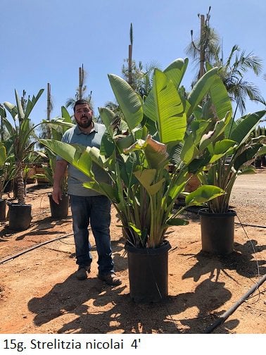 Photo for Strelitzia nicolai (Giant Bird Of Paradise)