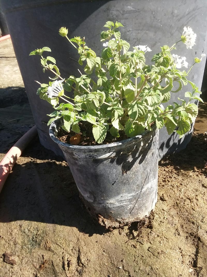 Photo for Lantana montevidensis 'Alba' (White Trailing Lantana)