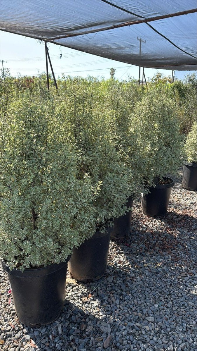 Photo for Pittosporum tenuifolium 'Marjorie Channon' (Variegated Kohuhu)