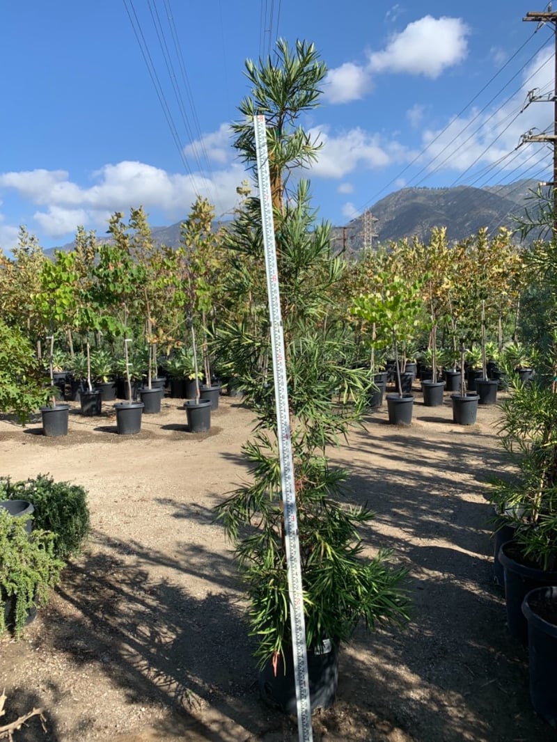 Photo for Podocarpus macrophyllus (Yew Pine)