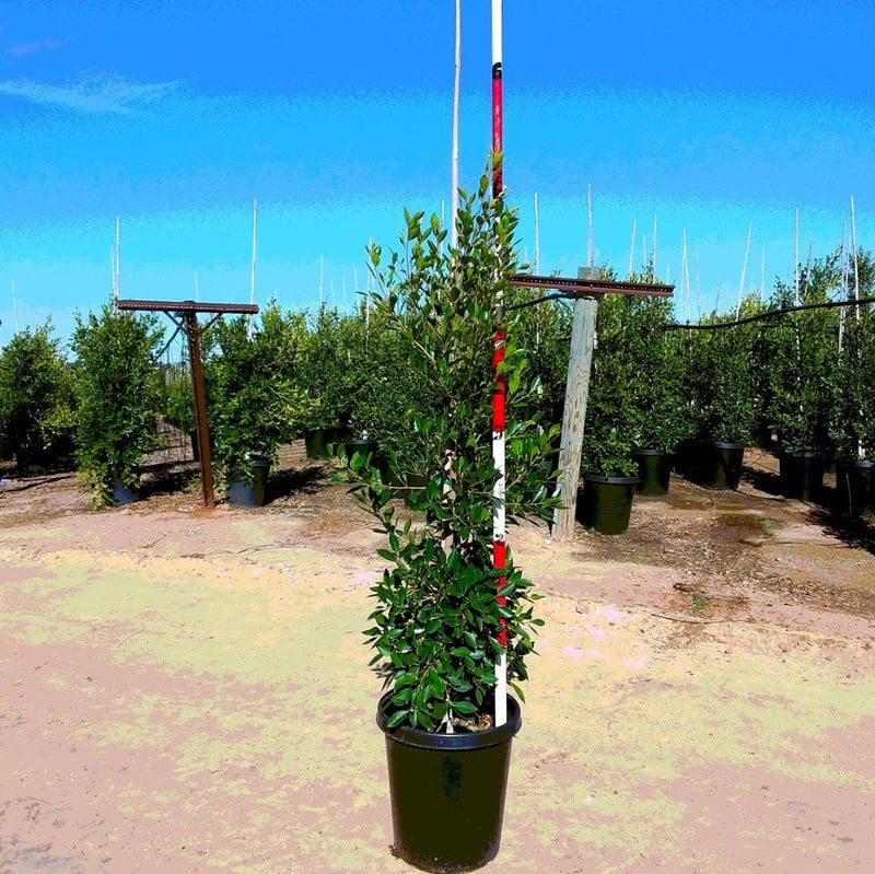 Photo for Ficus microcarpa nitida (Column) (Indian Laurel)