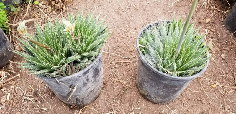 Photo for Aloe aristata (Lace aloe)