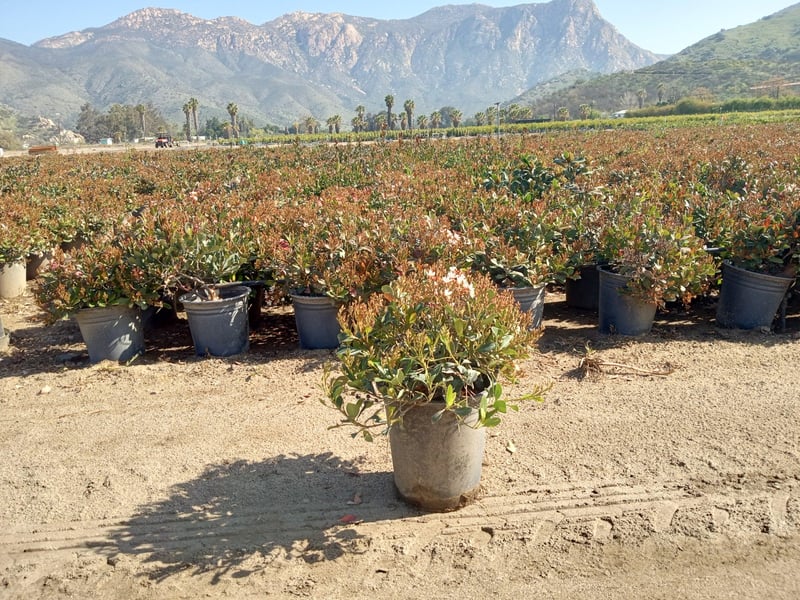 Photo for Rhaphiolepis indica 'Clara' (Clara Indian Hawthorn)