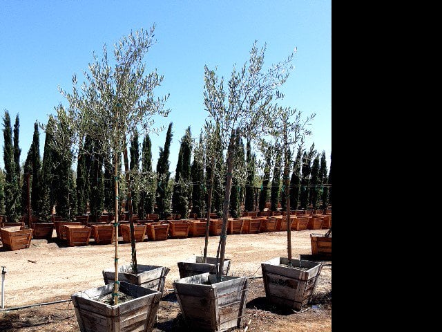Photo for Olea europaea 'Fruitless' (Standard) (Fruitless Olive)