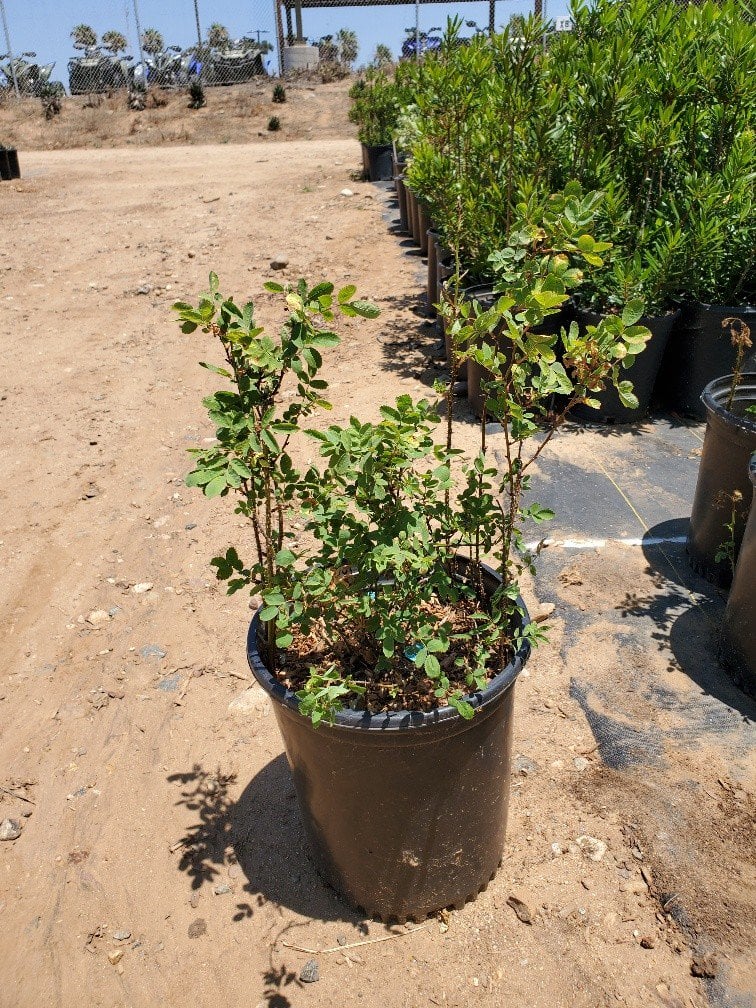 Photo for Rosa californica (California Wild Rose)