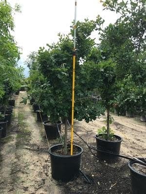 Photo for Quercus macrocarpa (Burr Oak)